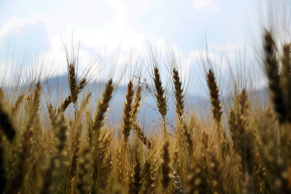 Ripe wheat in a field under a pale sky