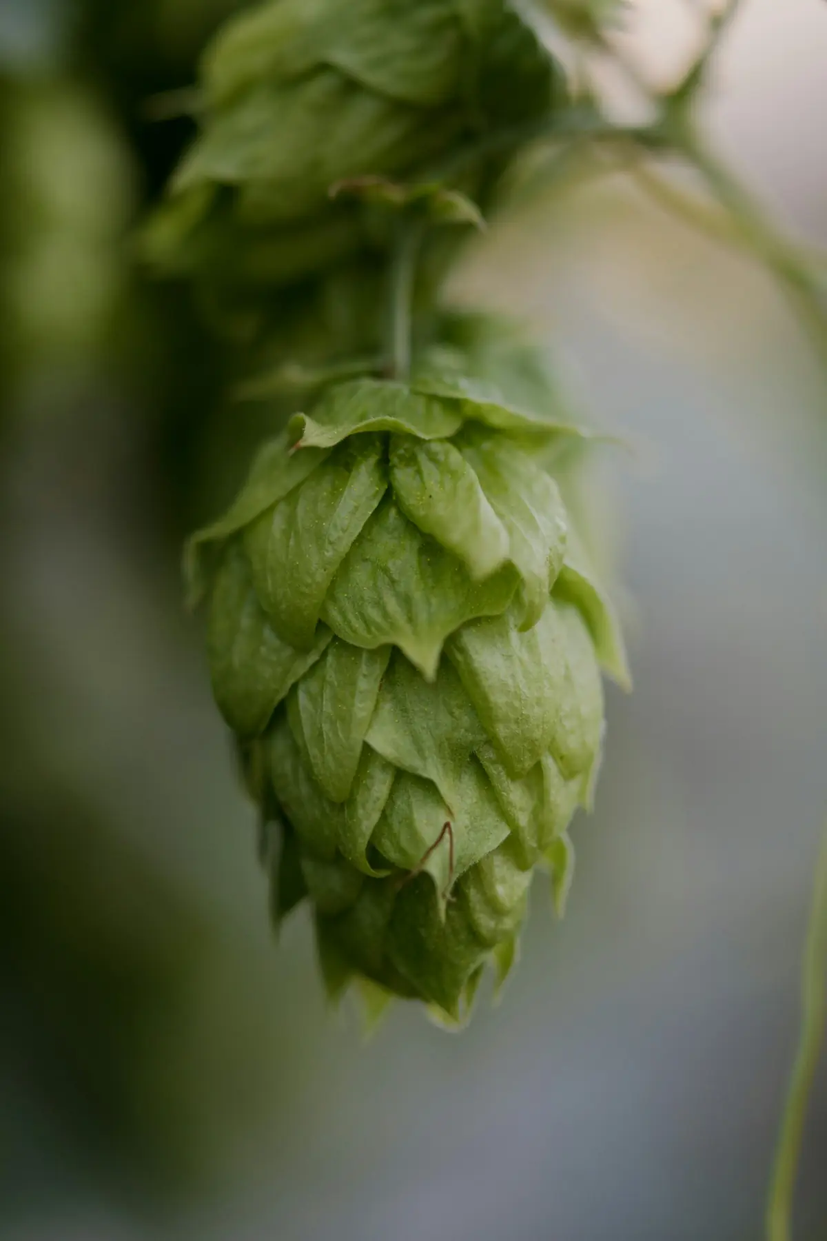 A single green hop cone hanging from its bine