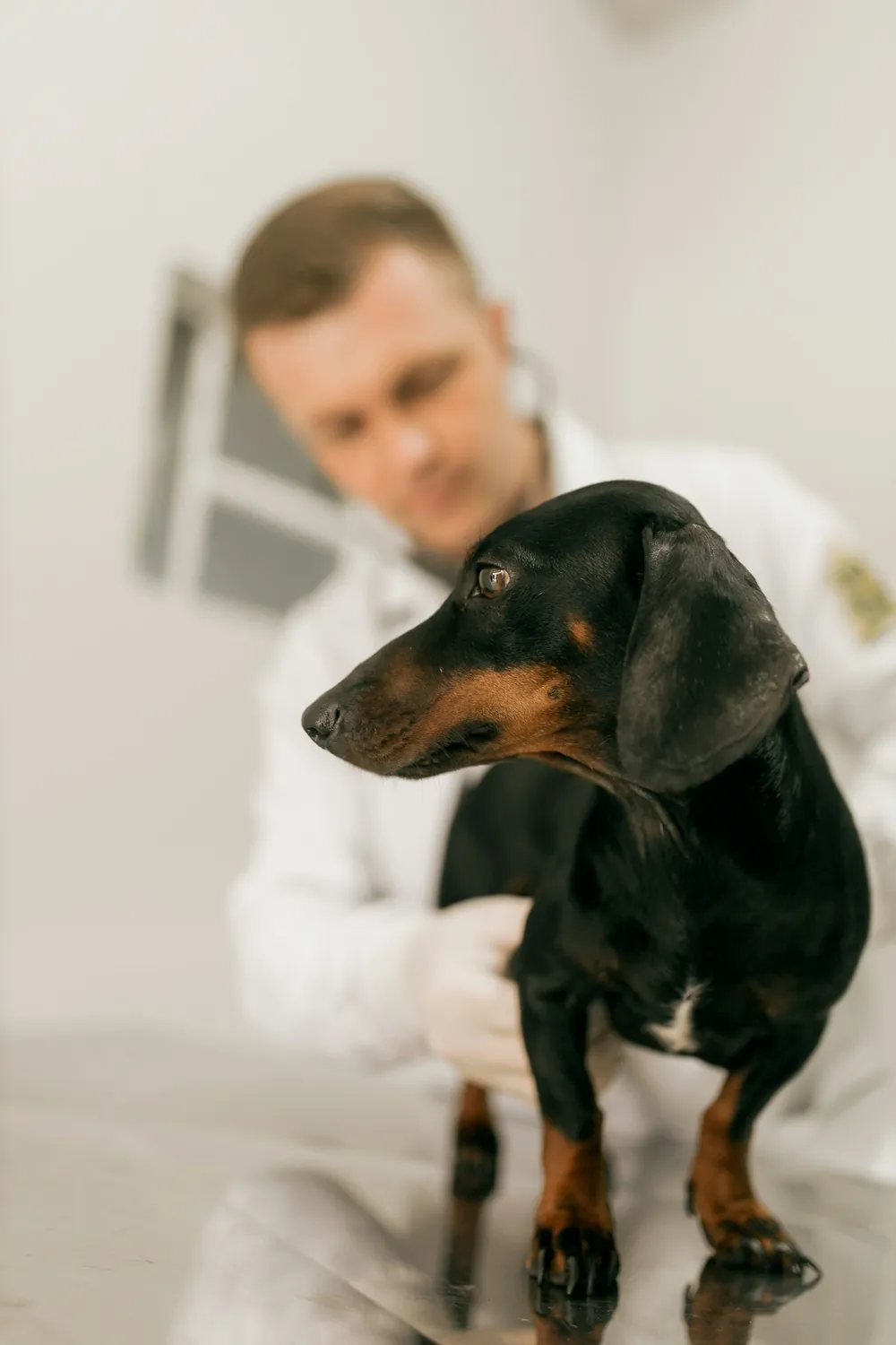A veterinarian in a white coat steadying a black and tan dachshund on an exam table