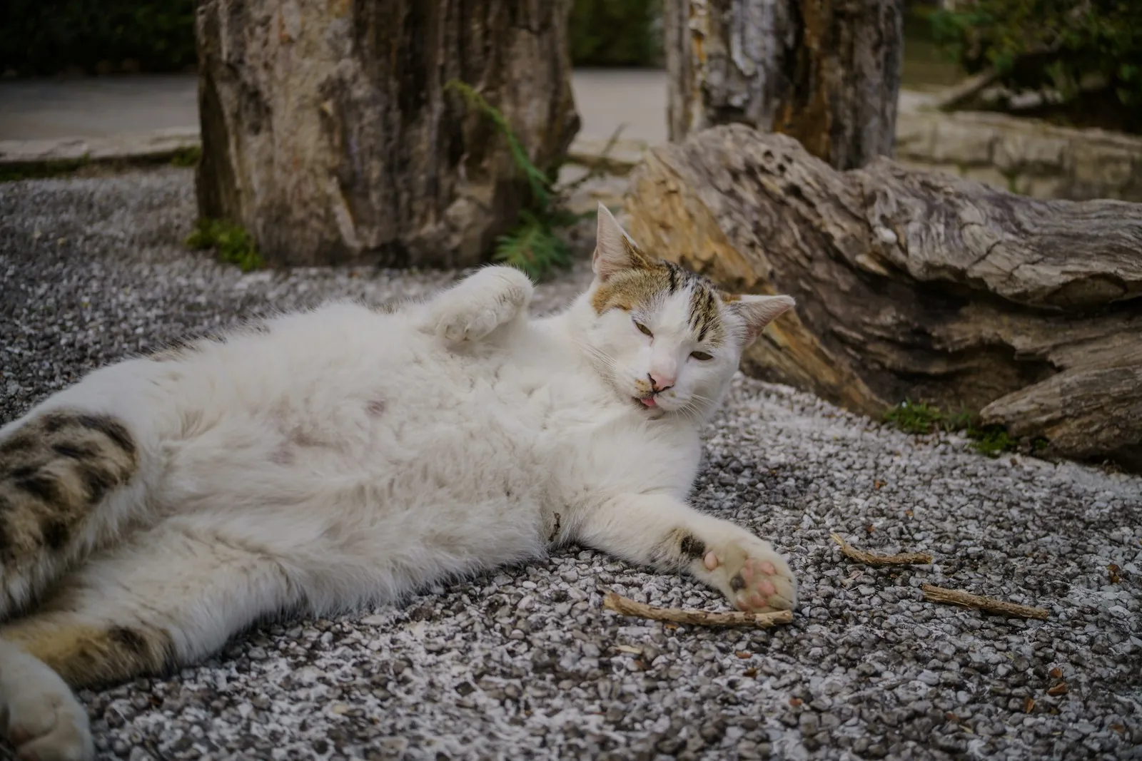 A white and tabby cat stretched out on a gravel path