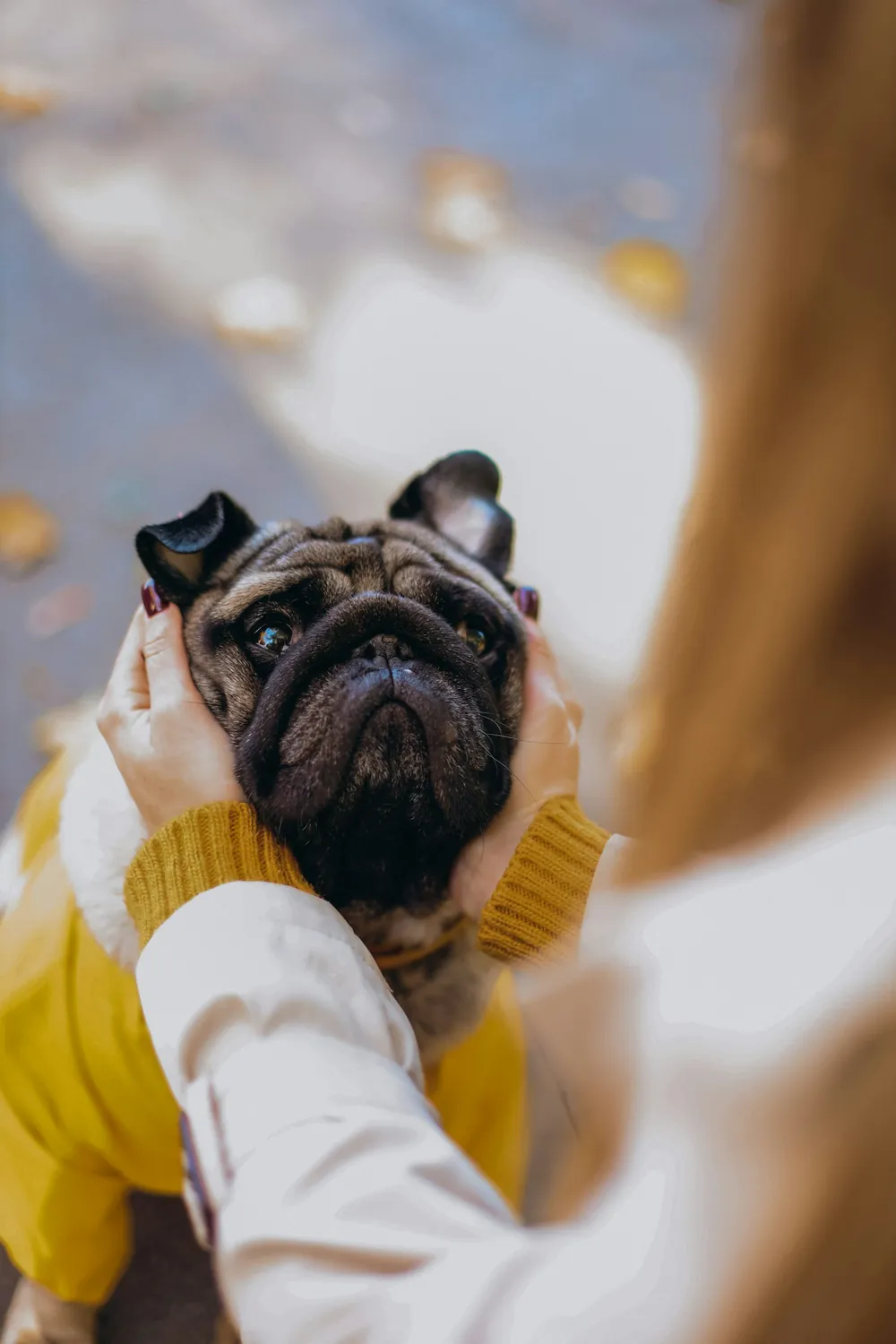A pug in a yellow sweater held close by its owner
