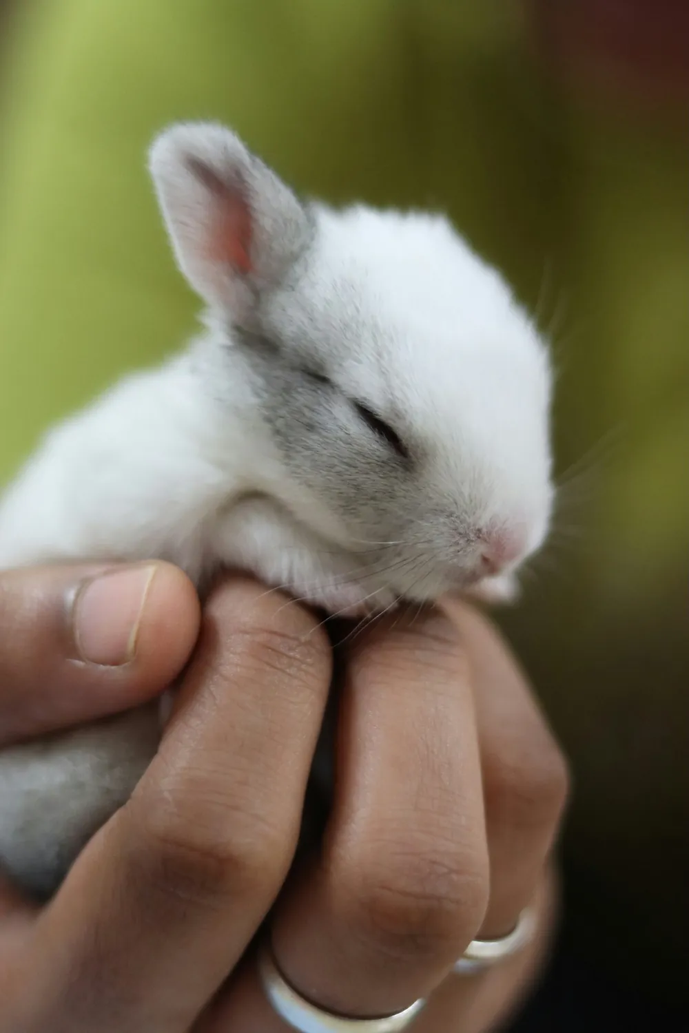 A small white rabbit resting in a pair of cupped hands